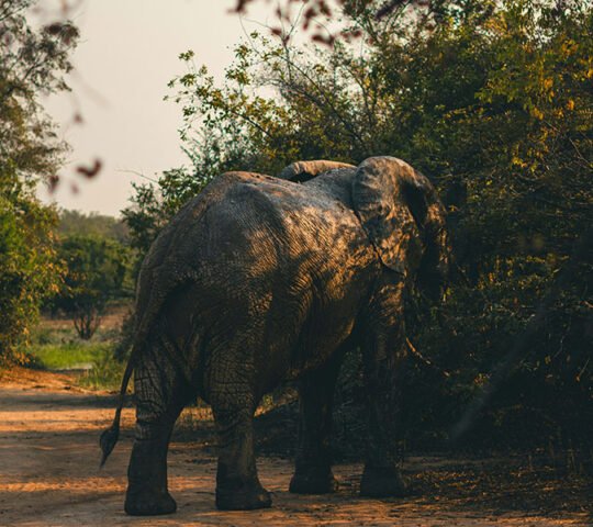 Mole National Park